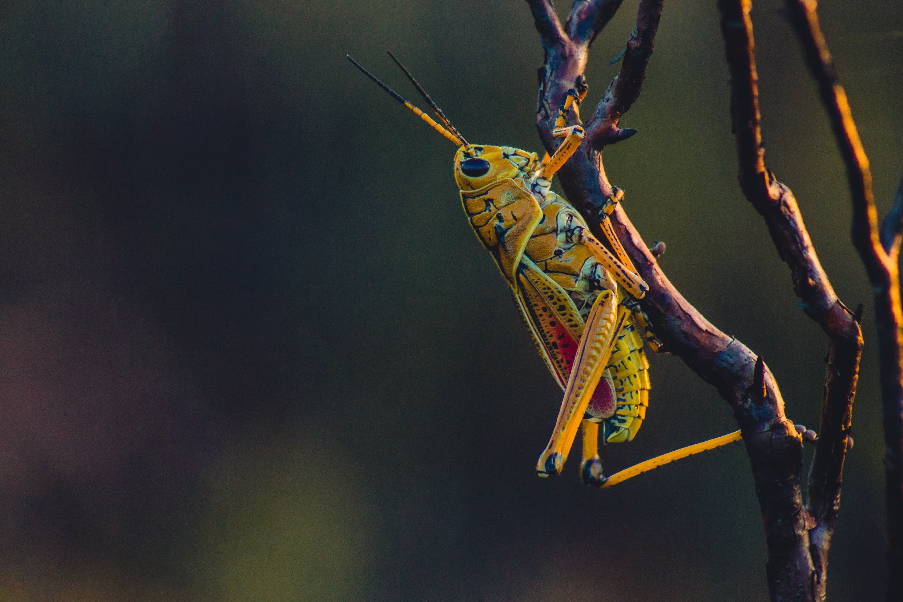 Crickets and Cicadas