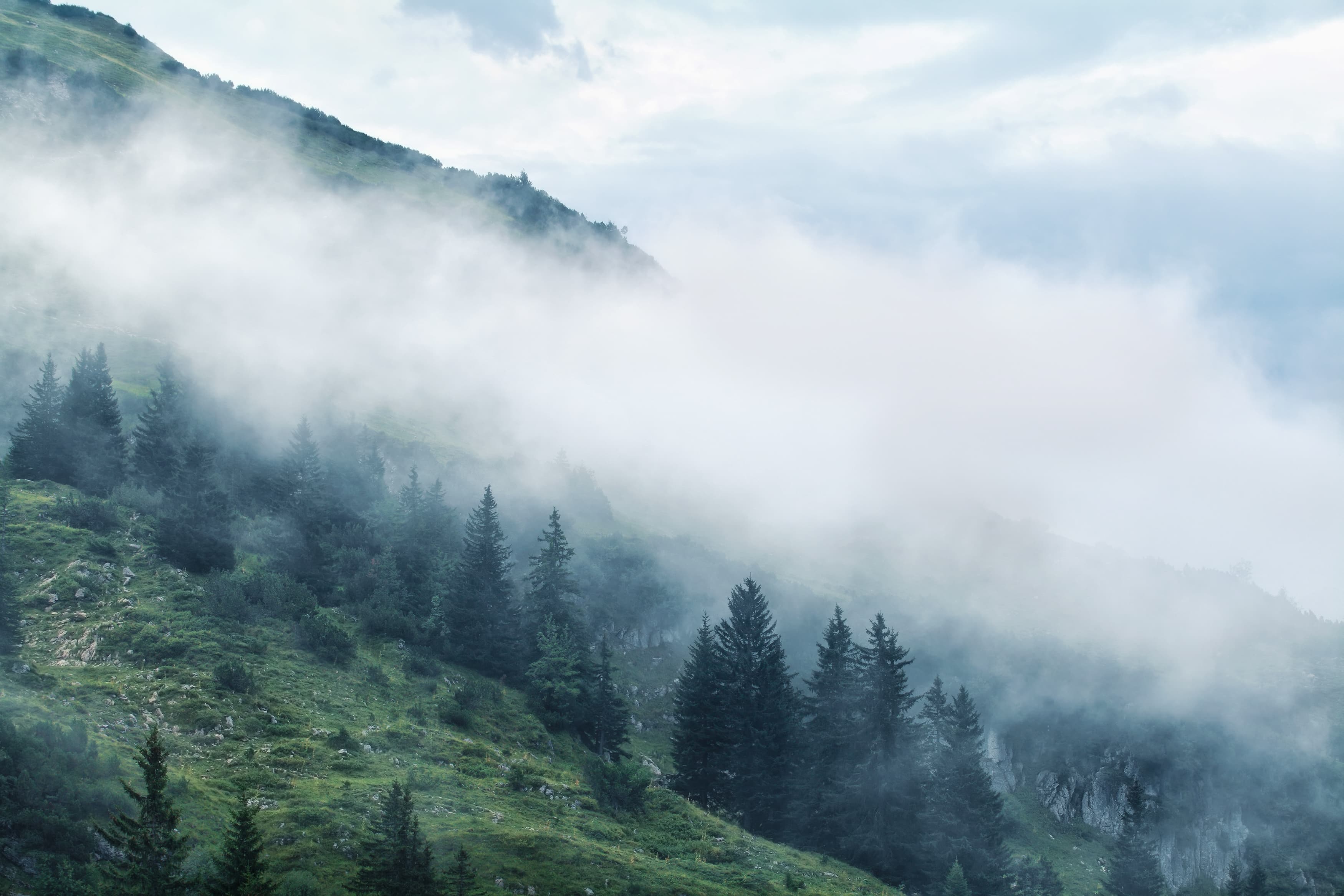 FORESTS OF NORWAY